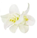 Hårblomst - dobbelt tropisk blomst på hårklips, hvid